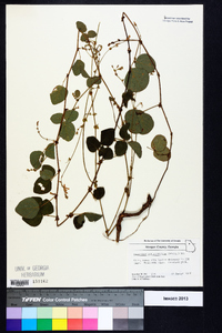 Desmodium rotundifolium image