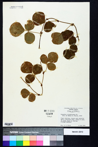 Desmodium rotundifolium image