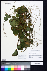 Desmodium rotundifolium image