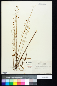 Desmodium strictum image