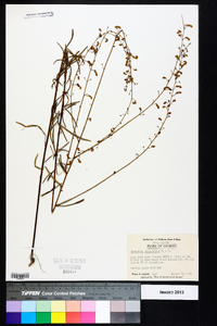 Desmodium tenuifolium image