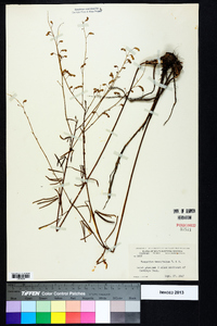 Desmodium tenuifolium image