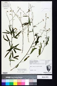 Desmodium tenuifolium image