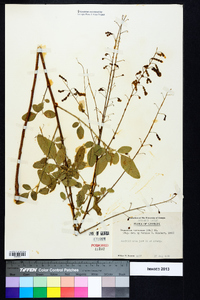 Desmodium tortuosum image