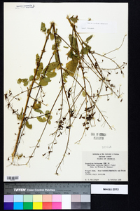 Desmodium tortuosum image