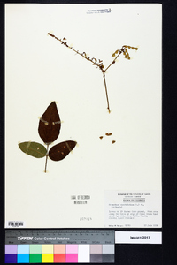 Desmodium viridiflorum image