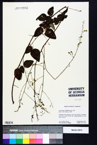 Desmodium viridiflorum image