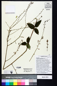 Desmodium viridiflorum image