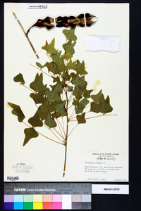 Erythrina herbacea image