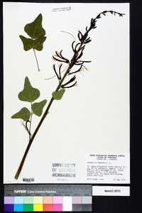 Erythrina herbacea image