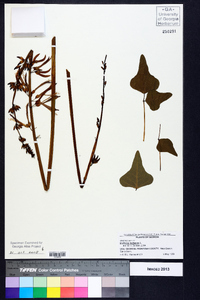 Erythrina herbacea image