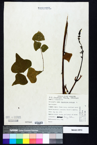 Erythrina herbacea image