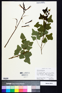 Erythrina herbacea image