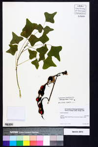 Erythrina herbacea image