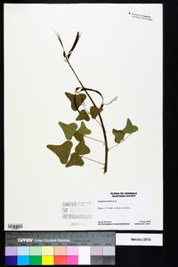 Erythrina herbacea image