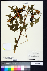 Erythrina herbacea image