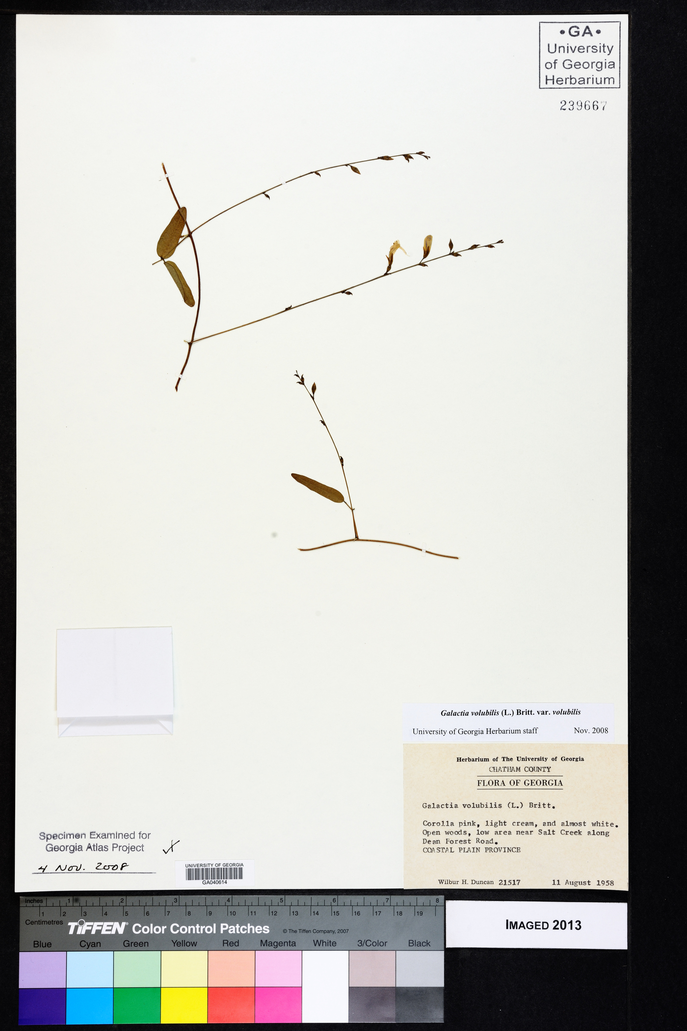 Galactia volubilis var. volubilis image