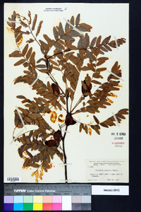 Gleditsia aquatica image