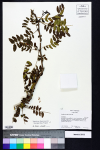 Gleditsia aquatica image