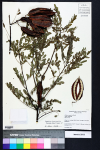 Gleditsia aquatica image