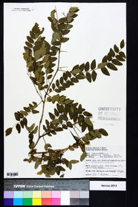 Gleditsia aquatica image