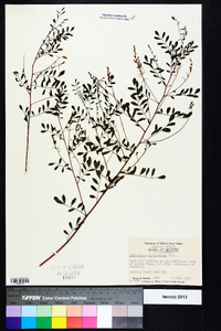 Indigofera caroliniana image