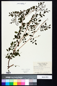 Indigofera caroliniana image