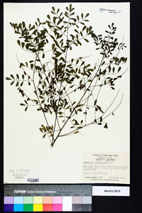 Indigofera caroliniana image