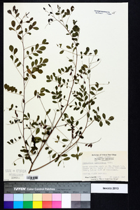 Indigofera caroliniana image