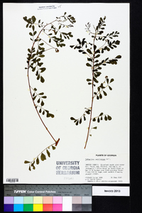 Indigofera caroliniana image