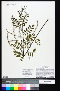 Indigofera caroliniana image