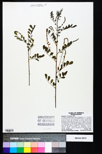 Indigofera caroliniana image
