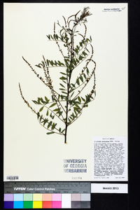 Indigofera caroliniana image