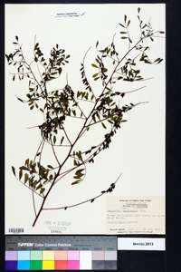Indigofera caroliniana image