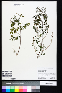 Indigofera caroliniana image