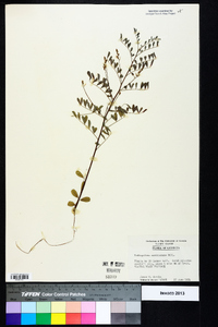 Indigofera caroliniana image