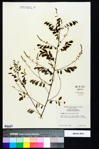 Indigofera caroliniana image