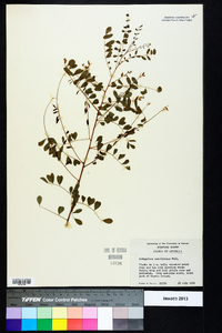 Indigofera caroliniana image