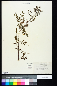 Indigofera caroliniana image