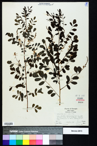 Indigofera caroliniana image