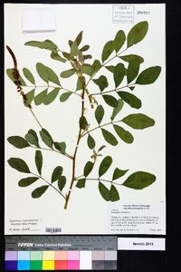 Indigofera hirsuta image