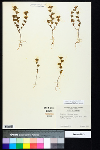 Kummerowia stipulacea image