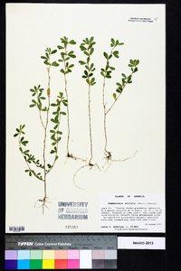 Kummerowia striata image