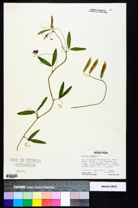 Lathyrus hirsutus image