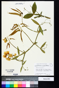 Lathyrus latifolius image