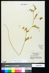 Lathyrus palustris image