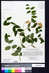 Lathyrus venosus image