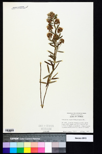 Lespedeza angustifolia image