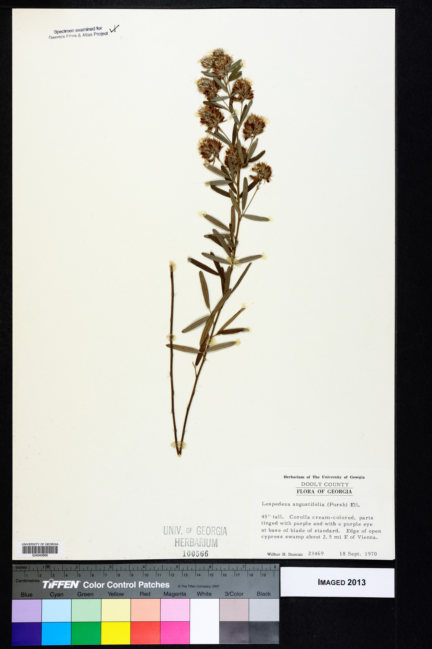 Lespedeza angustifolia image