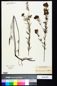 Lespedeza angustifolia image